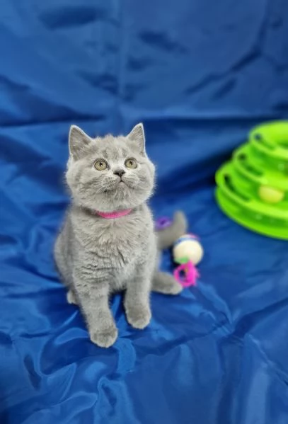 Scottish fold e straight  | Foto 2