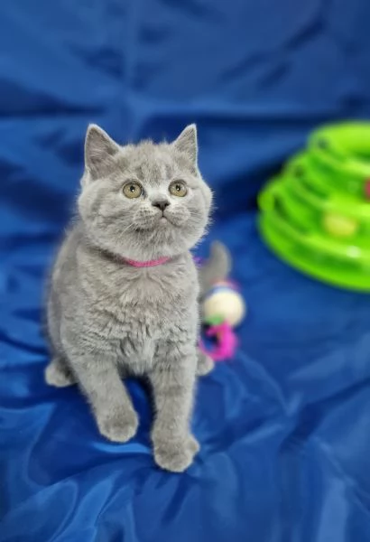 Scottish fold e straight  | Foto 1