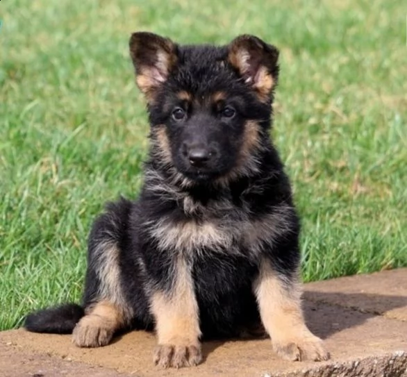 regalo pastore tedesco cuccioli meravigliosi  