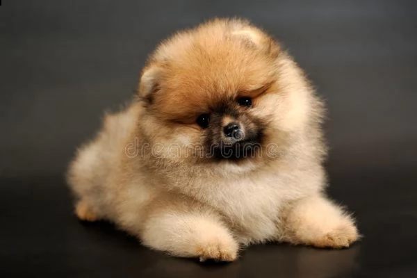 cuccioli di spitz della pomerania 