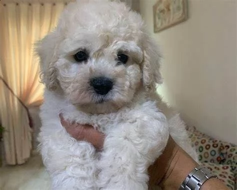 cuccioli di barboncino