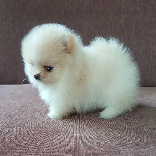 cuccioli di spitz pomerania 