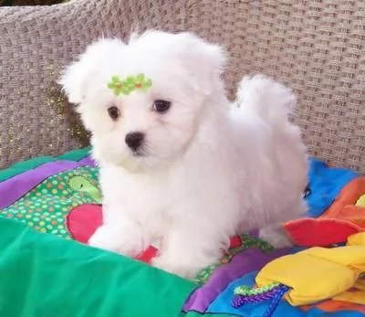 cucciolo di maltese mini toy disponibili 
