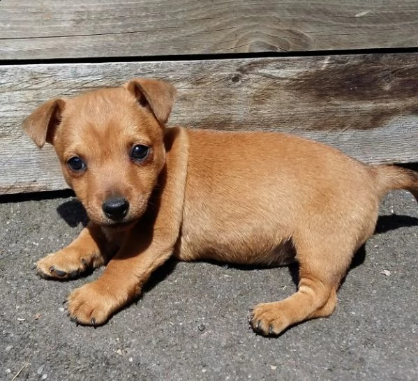 cuccioli di jack rusell mix pincher 
