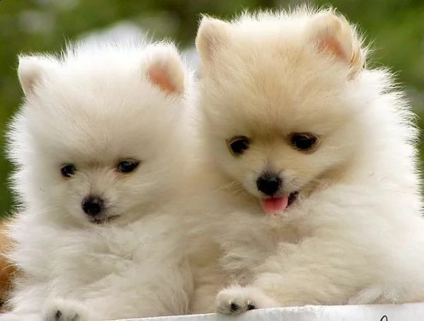 cucciolo di spitz mix volpino 