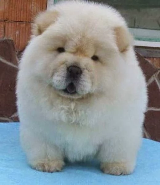 cucciolo di chow chow 