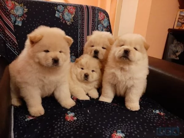 cuccioli di chow chow 