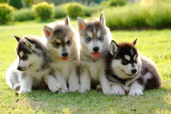 cucciolo eccellentissimi di siberian husky