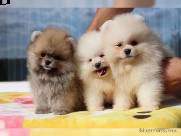 cucciolo di pomerania spitz