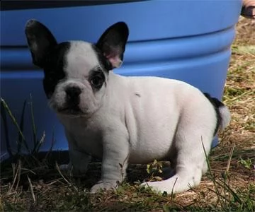 cucciolo di bulldog francese 