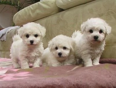 cuccioli di bichon frisè