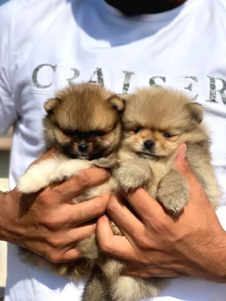 cuccioli di spitz pomerania