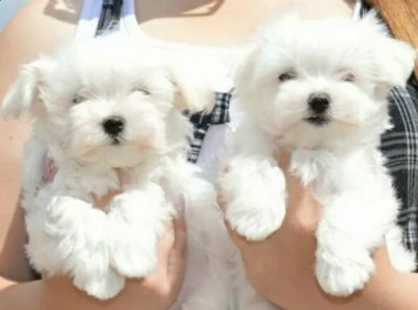 cuccioli di bichon fris mini toy 