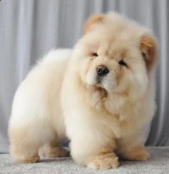 cucciolo di chow chow