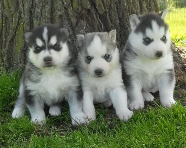 cucciolo di siberian husky