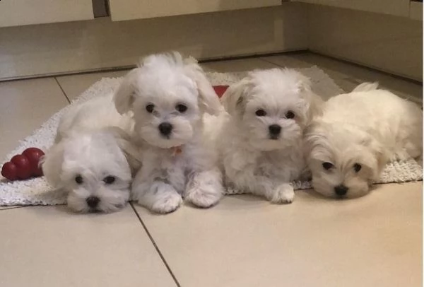 cucciolo di maltese mini toy