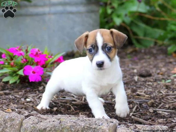cucciolini di jack russell mix pincher 