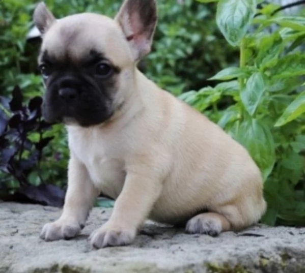 cuccioli di bulldog francese 