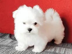 maltese toy perfetto