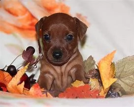 cucciolo di pincher toy 