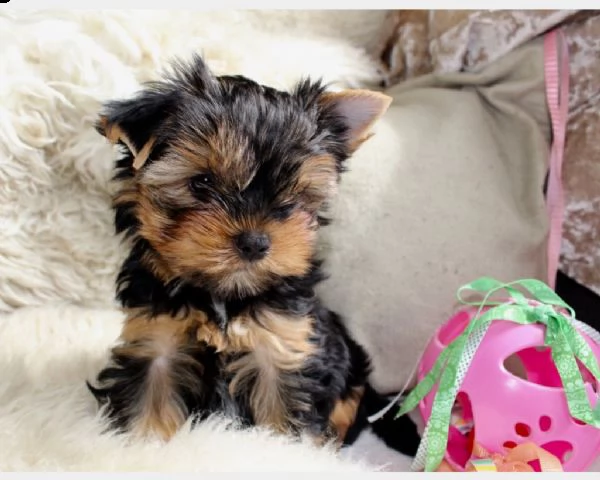 york shiree terrier 