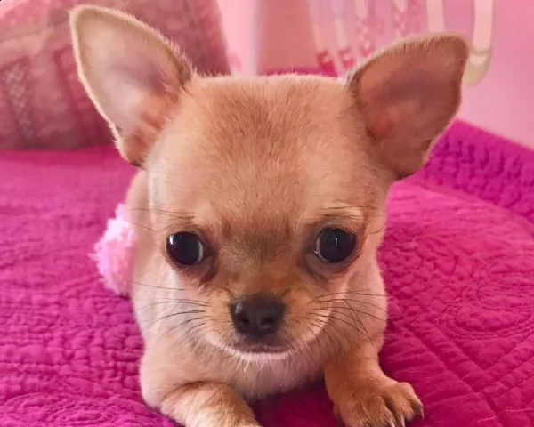cuccioletto di chuwawa mini toy 