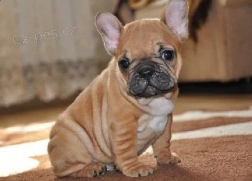 cuccioli di bulldog francese 