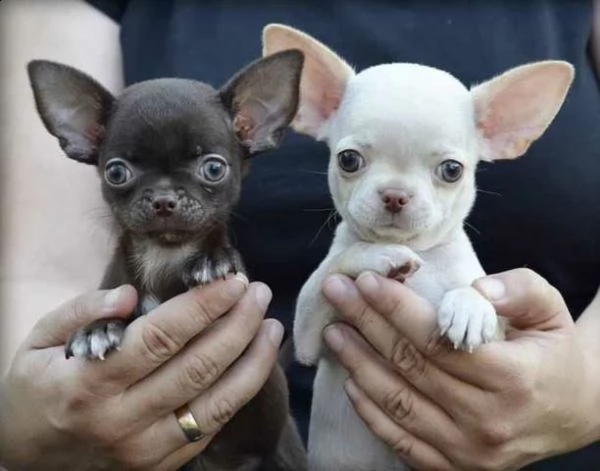 cuciolo di chihuahua toy
