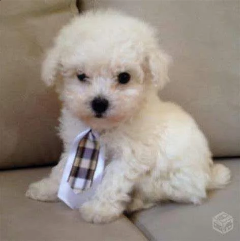 cuccioli di bolognese toy