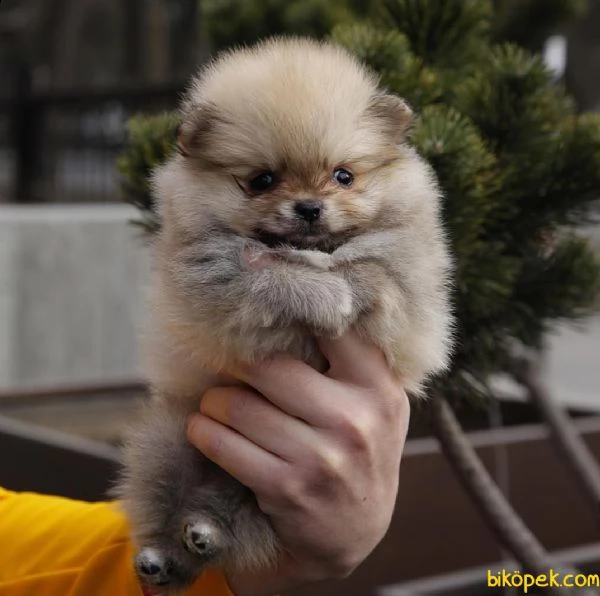 cucciolo dim spitz pomerania