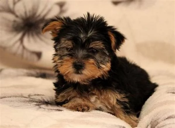 cuccioli di yorkshire terrier