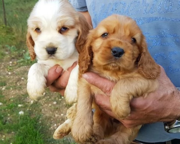 cucciolo di cocker