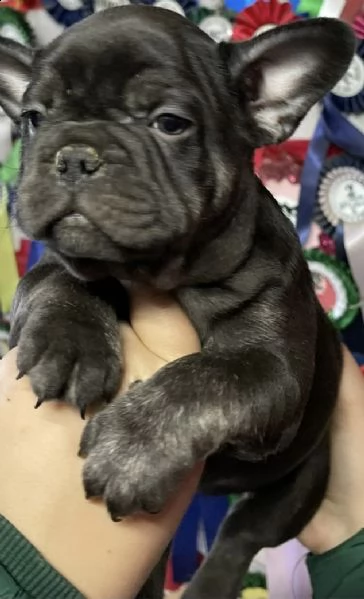 cuccioli di bull dog francese
