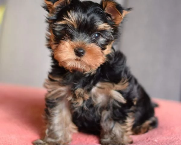 cuccioli di yorkshire toy