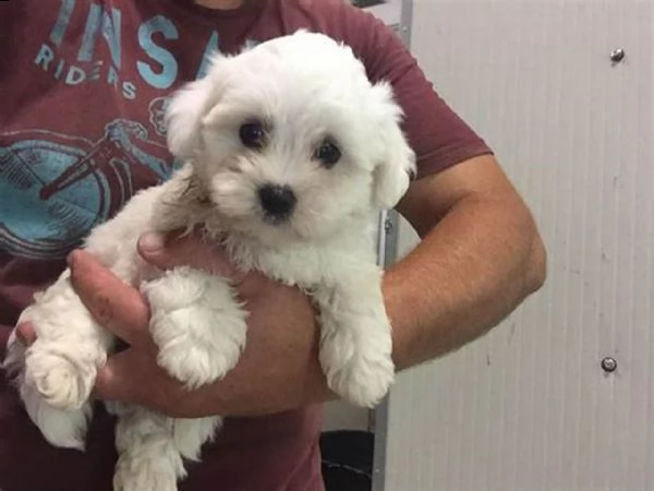 cuccioli di bolognese sia maschi che femmine