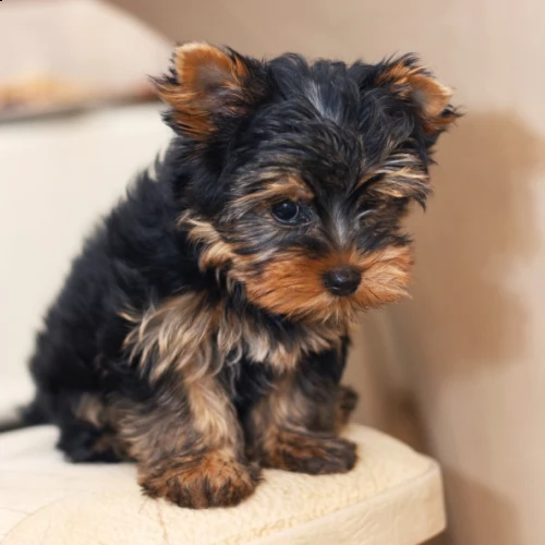 cuccioli di yorkshire terrier sia maschi che femmine