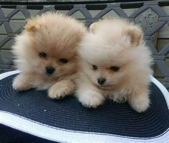 cuccioletti di spitz toy della pomerania 
