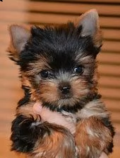 cuccioli di york shiree mini toy 