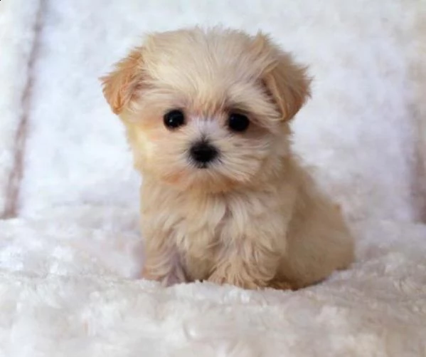 cuccioletto di maltipoo