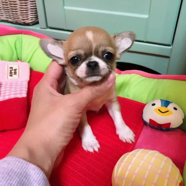 cuccioletti di pincher chuwawa