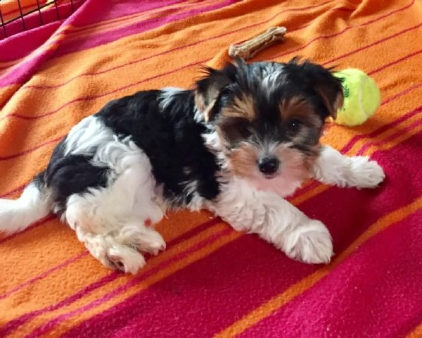 cuccioli di yorkshire mix maltese 