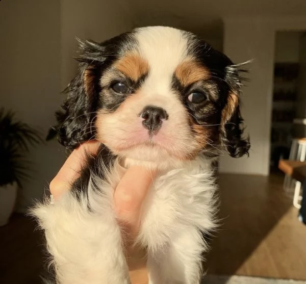 cuccioli di cavalier king nlek white e oringe 