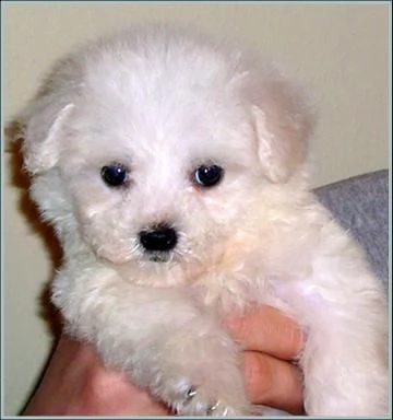 cuccioletti di bichon frisè eccezionali