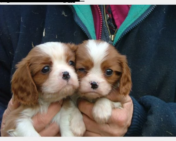cucciolini di cavalier king affettuosi 