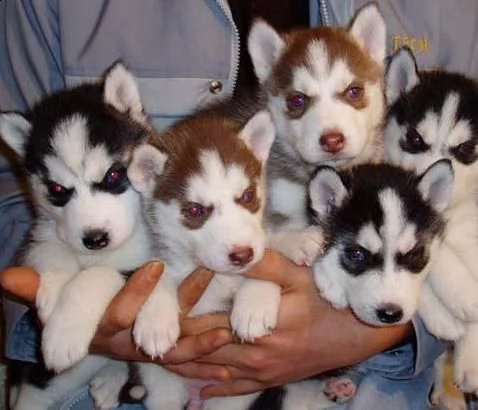 bellissimi cuccioloni di siberian husky