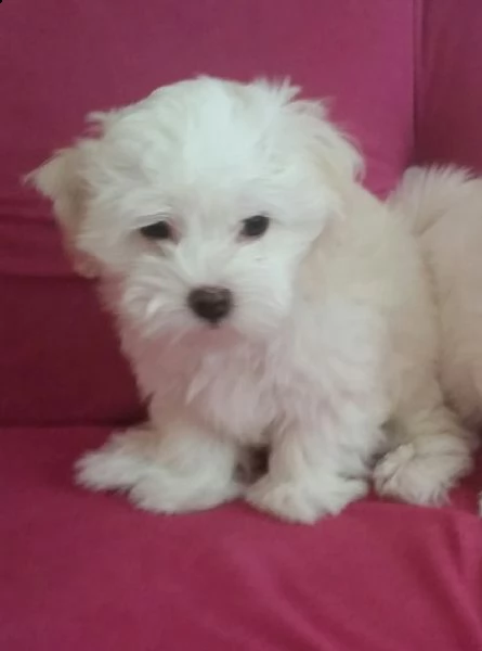 cuccioletti esemplari di bolognese mini toy 