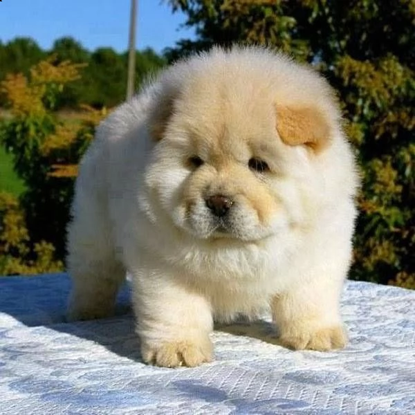 eccezionali cuccioli di chow chow top