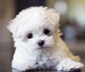 teneri cuccioli di maltese mini toy 