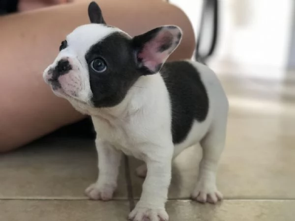 amorevoli cuccioletti di bulldog francese