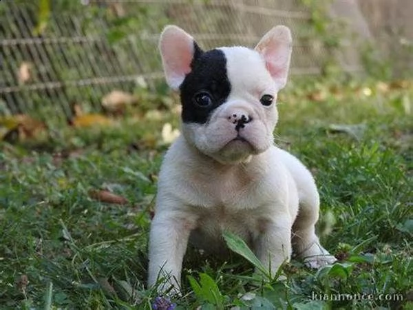 cuccioletti simpaticissimi e giocarelloni di bulldog francese